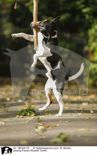 spielender Parson Russell Terrier / playing Parson Russell Terrier / RR-94175