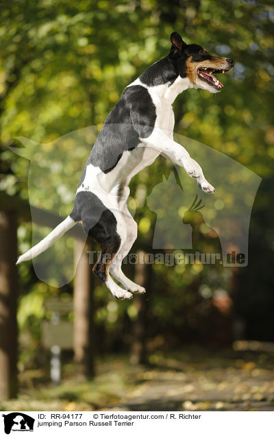 springender Parson Russell Terrier / jumping Parson Russell Terrier / RR-94177