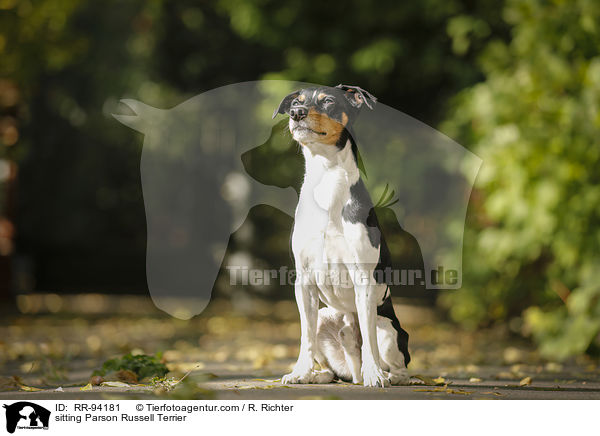 sitzender Parson Russell Terrier / sitting Parson Russell Terrier / RR-94181