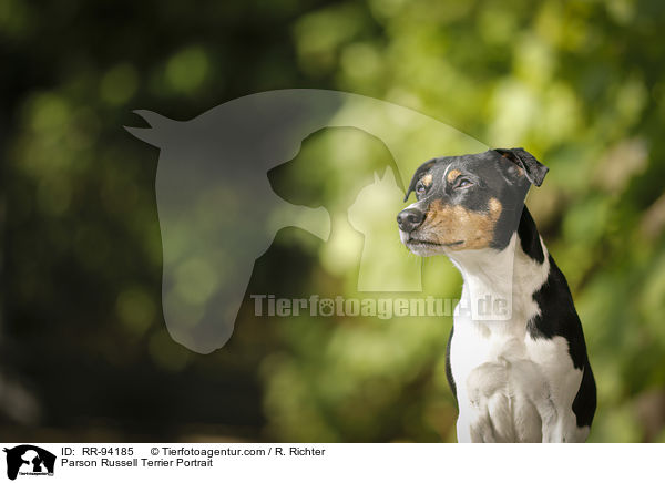 Parson Russell Terrier Portrait / Parson Russell Terrier Portrait / RR-94185