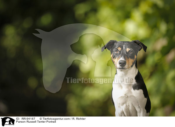 Parson Russell Terrier Portrait / Parson Russell Terrier Portrait / RR-94187