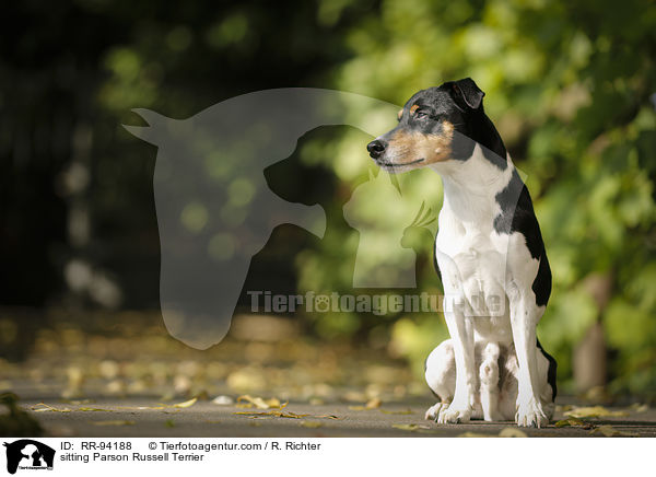 sitzender Parson Russell Terrier / sitting Parson Russell Terrier / RR-94188
