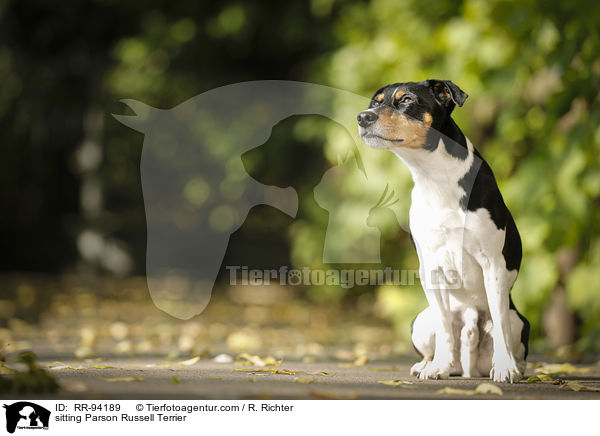sitzender Parson Russell Terrier / sitting Parson Russell Terrier / RR-94189