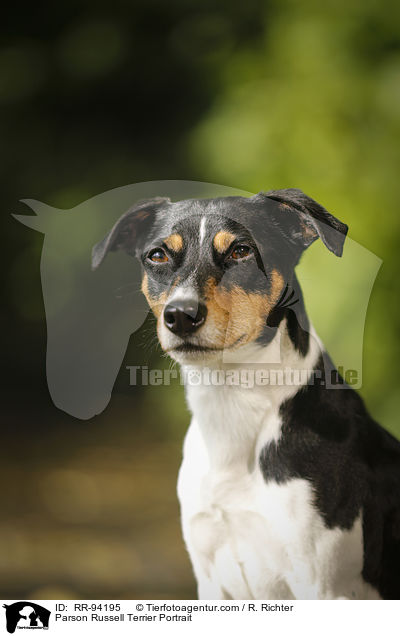 Parson Russell Terrier Portrait / Parson Russell Terrier Portrait / RR-94195