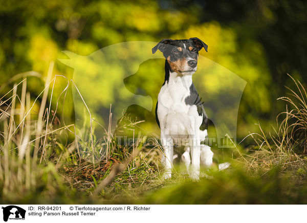 sitzender Parson Russell Terrier / sitting Parson Russell Terrier / RR-94201