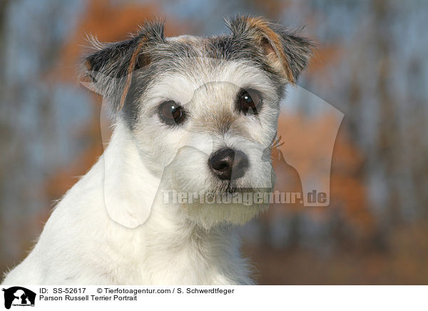 Parson Russell Terrier Portrait / Parson Russell Terrier Portrait / SS-52617