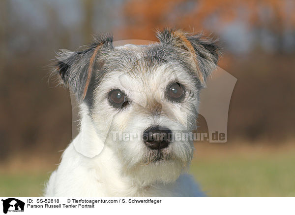 Parson Russell Terrier Portrait / Parson Russell Terrier Portrait / SS-52618