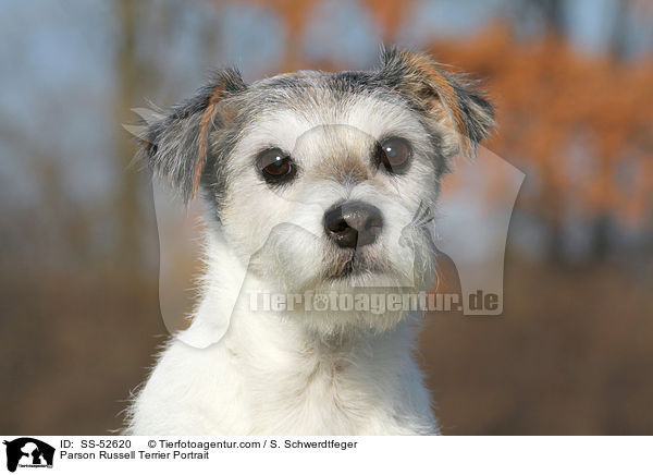 Parson Russell Terrier Portrait / Parson Russell Terrier Portrait / SS-52620