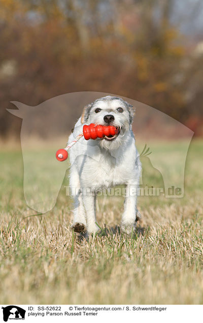 spielender Parson Russell Terrier / playing Parson Russell Terrier / SS-52622