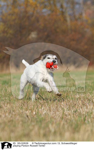 spielender Parson Russell Terrier / playing Parson Russell Terrier / SS-52626