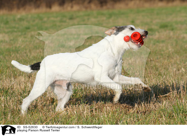 spielender Parson Russell Terrier / playing Parson Russell Terrier / SS-52630