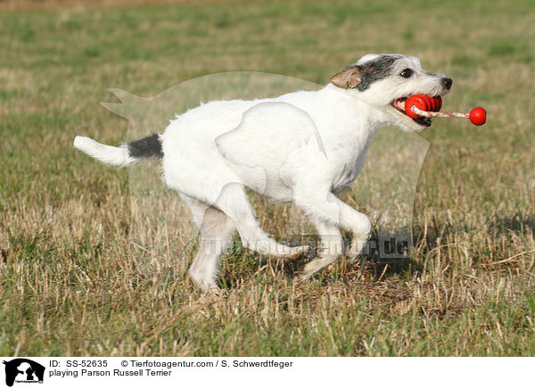 spielender Parson Russell Terrier / playing Parson Russell Terrier / SS-52635