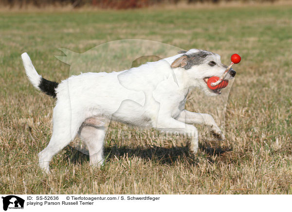 spielender Parson Russell Terrier / playing Parson Russell Terrier / SS-52636