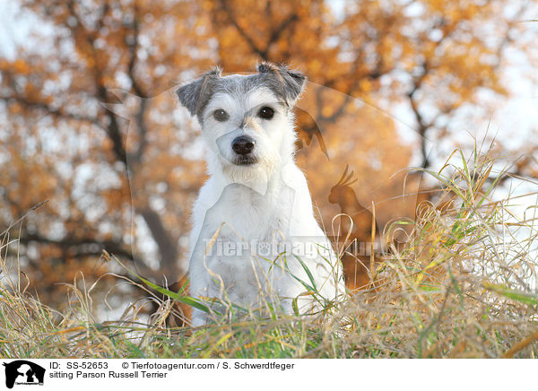 sitzender Parson Russell Terrier / sitting Parson Russell Terrier / SS-52653