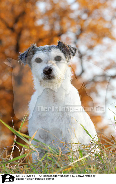 sitzender Parson Russell Terrier / sitting Parson Russell Terrier / SS-52654