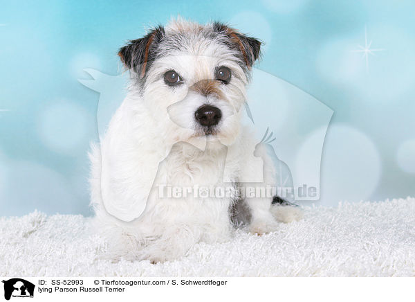 liegender Parson Russell Terrier / lying Parson Russell Terrier / SS-52993