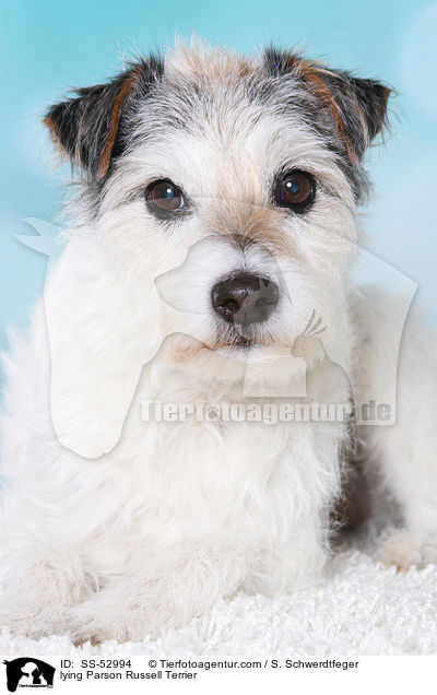 liegender Parson Russell Terrier / lying Parson Russell Terrier / SS-52994