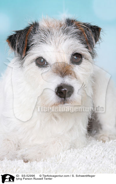 liegender Parson Russell Terrier / lying Parson Russell Terrier / SS-52996