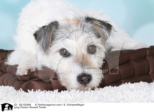 liegender Parson Russell Terrier / lying Parson Russell Terrier / SS-52998