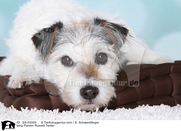 liegender Parson Russell Terrier / lying Parson Russell Terrier / SS-53000