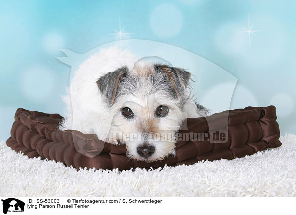 liegender Parson Russell Terrier / lying Parson Russell Terrier / SS-53003