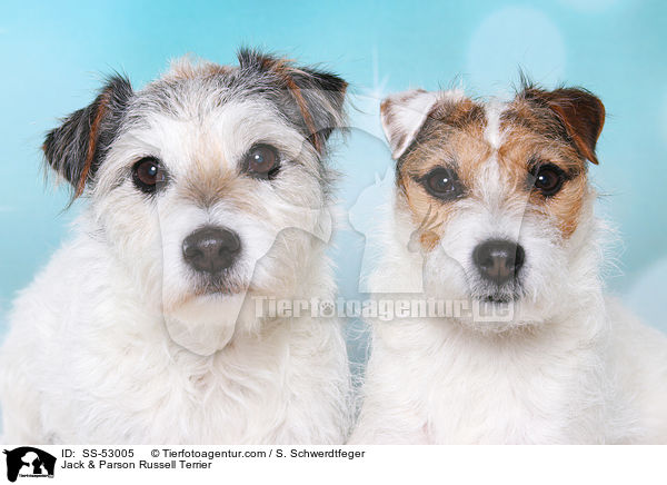 Jack & Parson Russell Terrier / Jack & Parson Russell Terrier / SS-53005