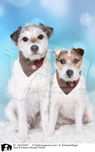 Jack & Parson Russell Terrier / Jack & Parson Russell Terrier / SS-53007