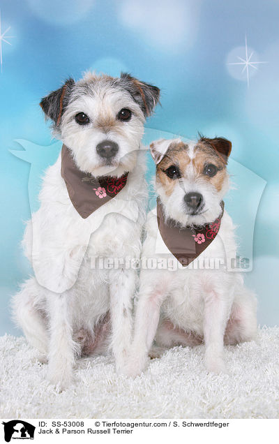 Jack & Parson Russell Terrier / Jack & Parson Russell Terrier / SS-53008