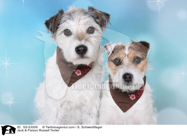 Jack & Parson Russell Terrier / Jack & Parson Russell Terrier / SS-53009