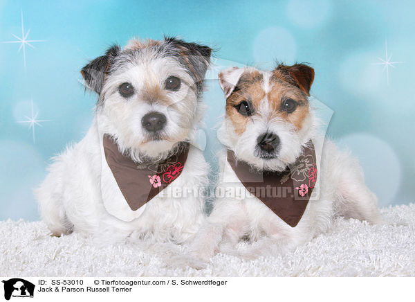 Jack & Parson Russell Terrier / Jack & Parson Russell Terrier / SS-53010