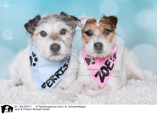 Jack & Parson Russell Terrier / Jack & Parson Russell Terrier / SS-53011