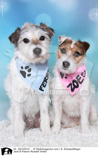 Jack & Parson Russell Terrier / Jack & Parson Russell Terrier / SS-53012