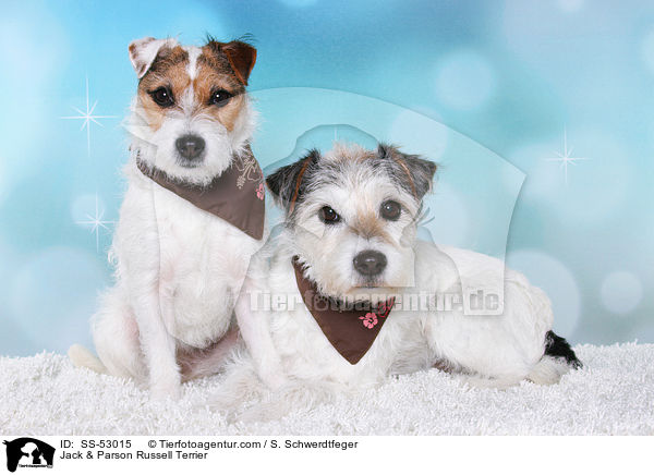 Jack & Parson Russell Terrier / Jack & Parson Russell Terrier / SS-53015
