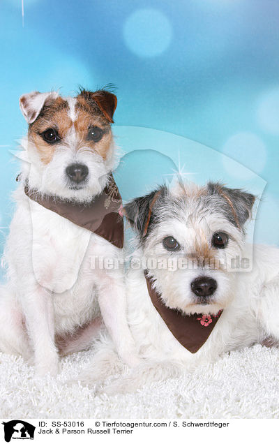 Jack & Parson Russell Terrier / Jack & Parson Russell Terrier / SS-53016