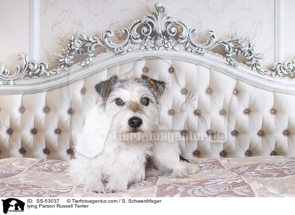 liegender Parson Russell Terrier / lying Parson Russell Terrier / SS-53037