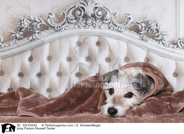 liegender Parson Russell Terrier / lying Parson Russell Terrier / SS-53042