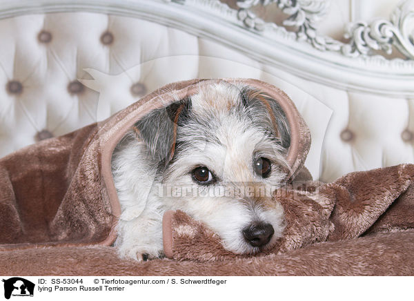 liegender Parson Russell Terrier / lying Parson Russell Terrier / SS-53044