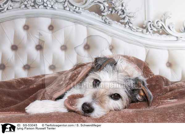 liegender Parson Russell Terrier / lying Parson Russell Terrier / SS-53045