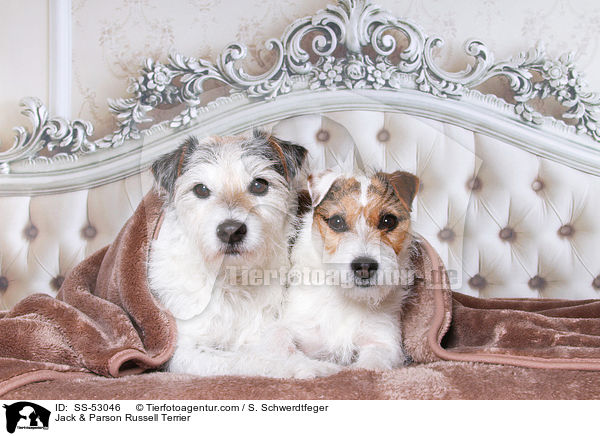 Jack & Parson Russell Terrier / Jack & Parson Russell Terrier / SS-53046