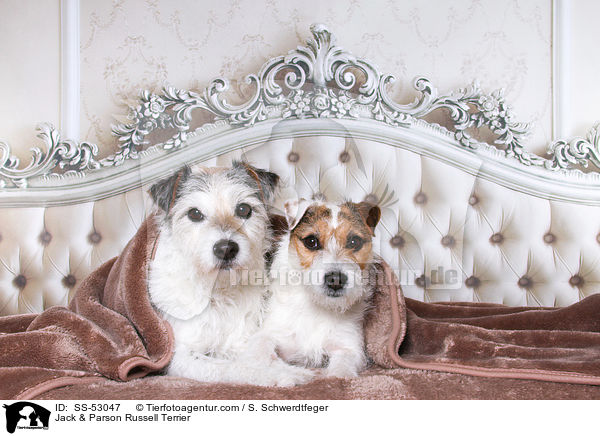 Jack & Parson Russell Terrier / Jack & Parson Russell Terrier / SS-53047
