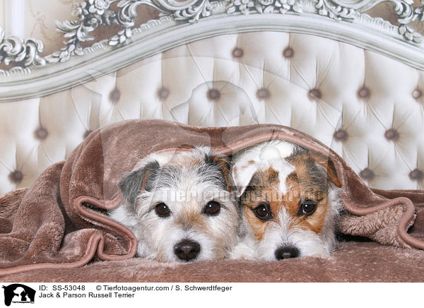 Jack & Parson Russell Terrier / Jack & Parson Russell Terrier / SS-53048
