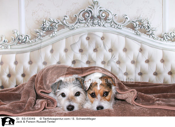 Jack & Parson Russell Terrier / Jack & Parson Russell Terrier / SS-53049