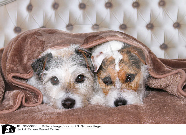Jack & Parson Russell Terrier / Jack & Parson Russell Terrier / SS-53050
