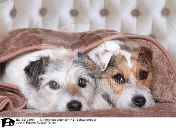 Jack & Parson Russell Terrier / Jack & Parson Russell Terrier / SS-53051
