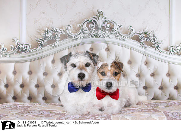 Jack & Parson Russell Terrier / Jack & Parson Russell Terrier / SS-53058