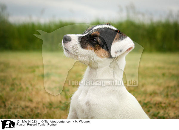 Parson Russell Terrier Portrait / Parson Russell Terrier Portrait / MW-01523