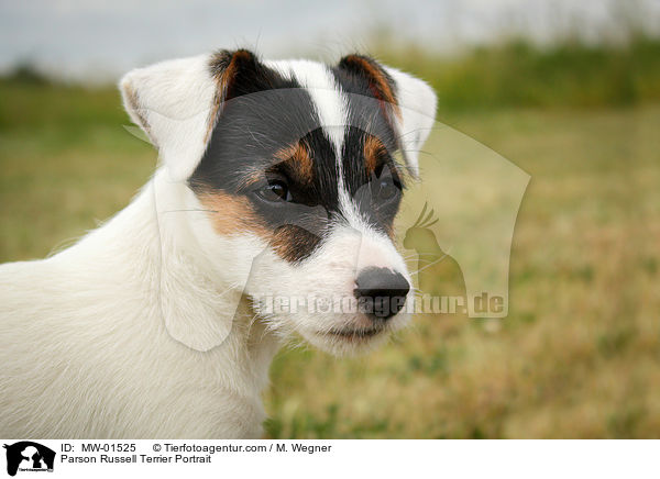 Parson Russell Terrier Portrait / Parson Russell Terrier Portrait / MW-01525