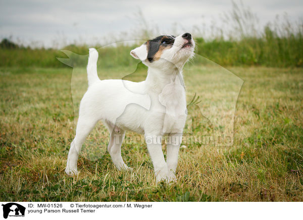 junger Parson Russell Terrier / young Parson Russell Terrier / MW-01526