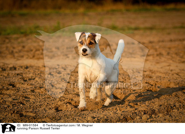 running Parson Russell Terrier / MW-01584