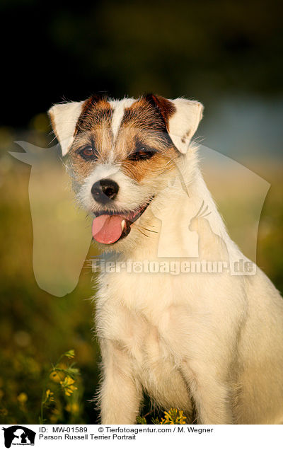 Parson Russell Terrier Portrait / MW-01589